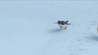 🔥 Ducks rescue a baby penguin