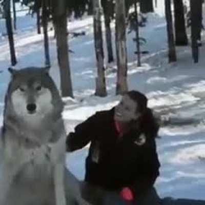 Grey wolf transforms into a good boy when he is visited by the people that helped raise their pack