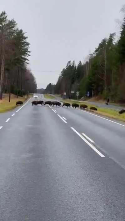 Wild boars spotted in Sipoo near Helsinki