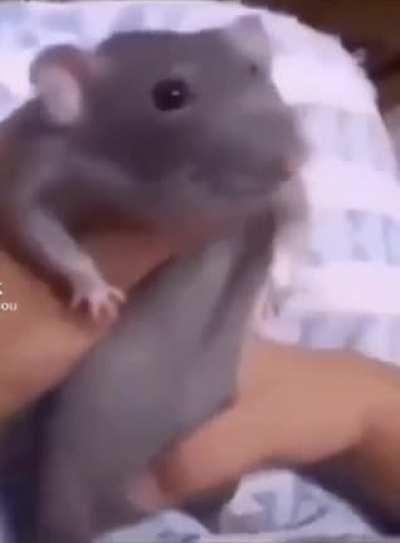 Lé dancing rat 😳😳😭