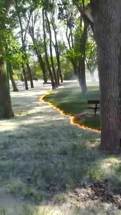 Poplar fluff burning with trees and grasses untouched sweeps through the Cidacos de Calahorra Park, Spain. OP: u/No-Maize-8588