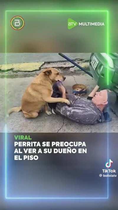 Perrita se preocupa por su dueño