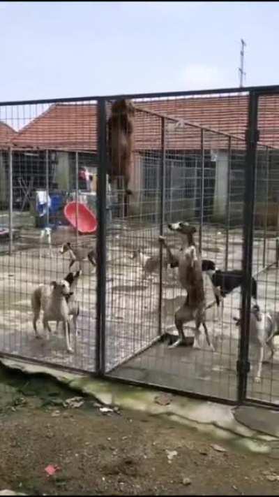 Prison Break Dog Version.