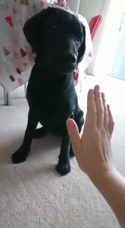 The best high five attempt