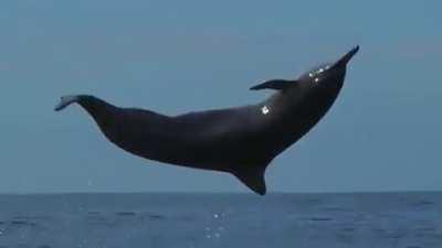 🔥 The Spinner Dolphins Awesome Acrobatic Moves