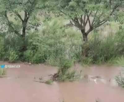 Mother dog jumps into floodwater to save her puppy.. 🐶🐾❤️