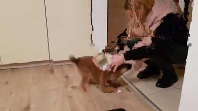 Puppy cannot contain his excitement when his owner comes home