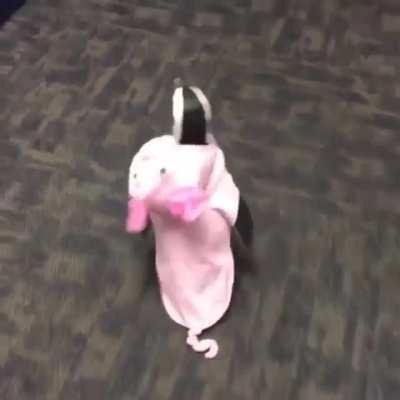 Just a penguin in a pig costume