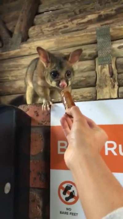 Hungry Possum