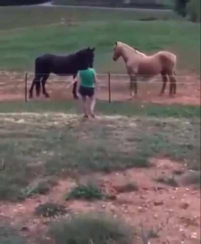 WCGW Horses