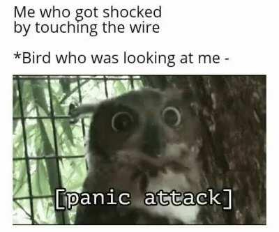 Bird - Oh, mama, wth!!