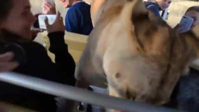 Big friendly cat comes for a ride with tourists