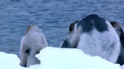 I could use some positive energy, So here are some penguins falling guys! Spread the love!