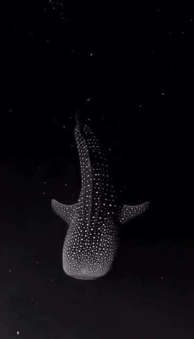 A whale shark gliding through bioluminescent algae appears to be swimming in space.