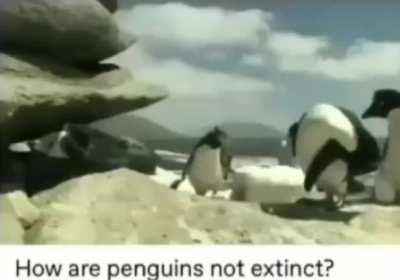 Penguins are cute