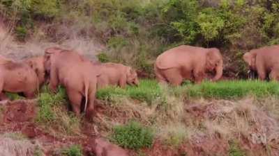 Elephant herd siesta