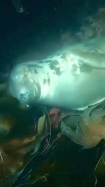 A seal sleeping peacefully in a kelp forest, filmed off Lundy Island, UK.