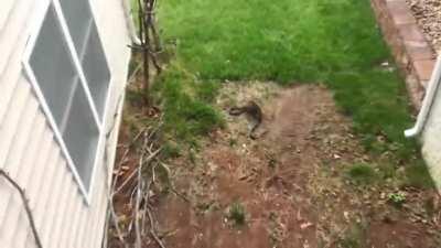 Rabbit attacks the snake that took its kitten