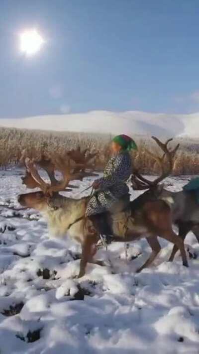 Mongolian woman riding their Reindeer