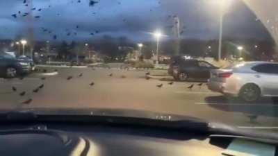 a Murder of Crows in Washington.