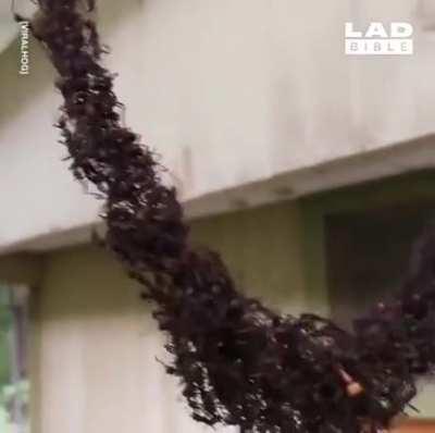 ants build a bridge using their bodies to reach the wasp nest