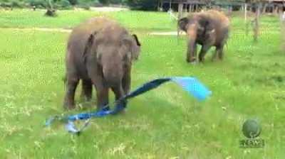 Elephant finds plastic ribbon and has best day ever