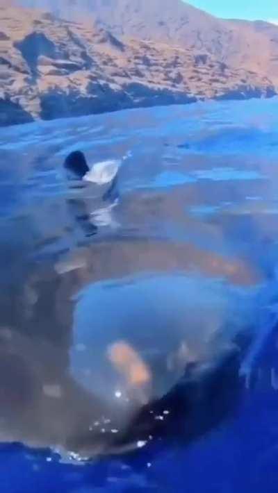 🔥 A curious great white checking out a scuba diver’s camera 