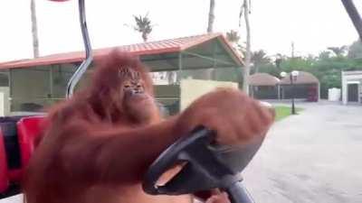 Orangutan drives a golf car