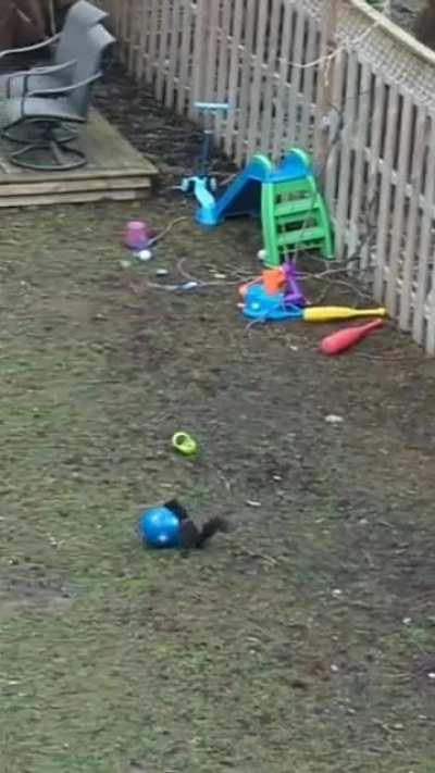 Squirrel Playing with Beach Ball