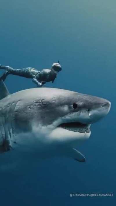 Swimming alongside a Shark