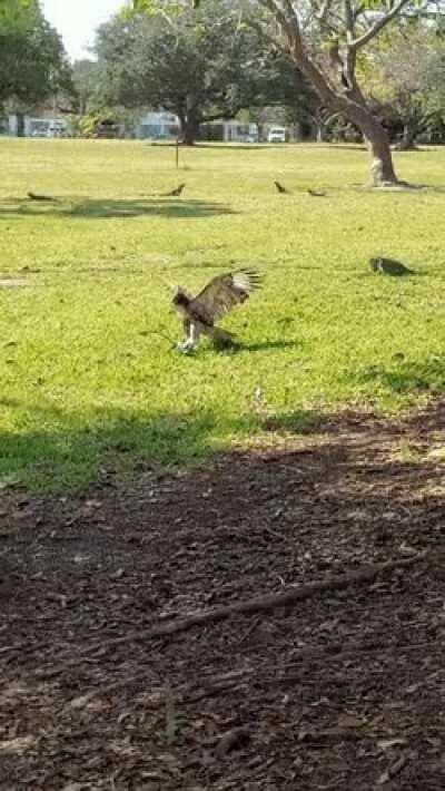 Hawk surfing on lizard after he wins the fight.