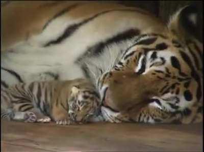 Sleepy cub and mum