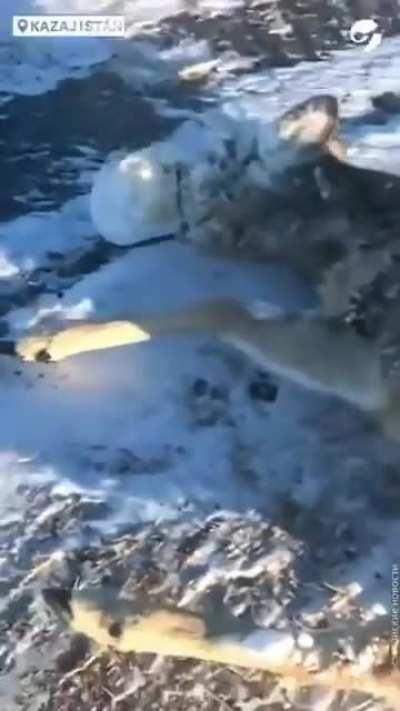 Temperatures reached -56°C in Kazakhstan that this deer froze