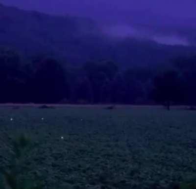 Field of fireflies