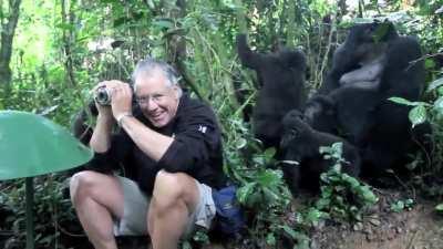 While the Gorillas saw John and thought, &quot;Damn, that's a weird looking white Gorilla&quot;, the cameraman really tried his best to get John killed, all in vain.