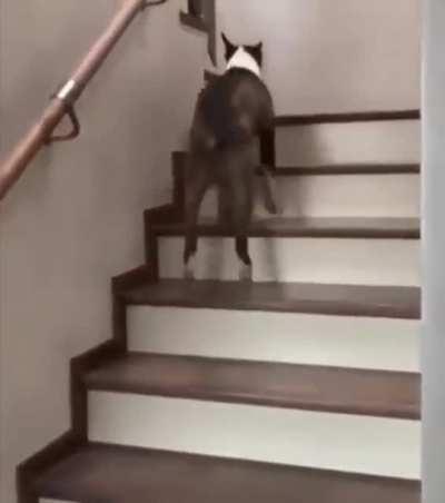 The way this dog goes boing boing boing up the stairs