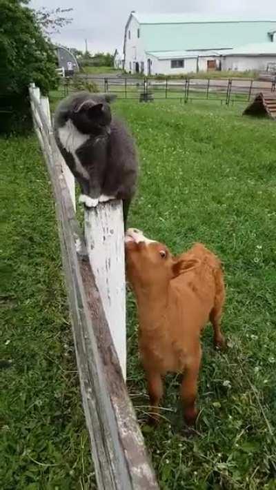 Newborn calf makes a new friend