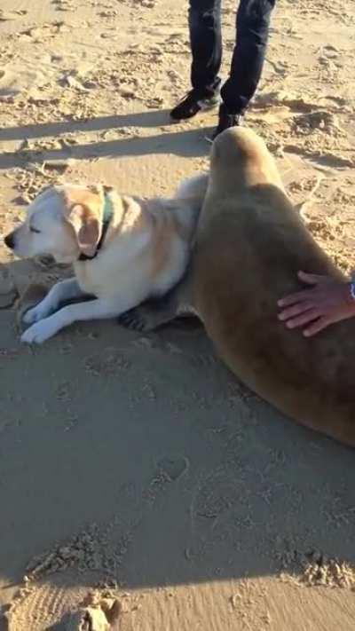 Sea doggo makes friend with land doggo