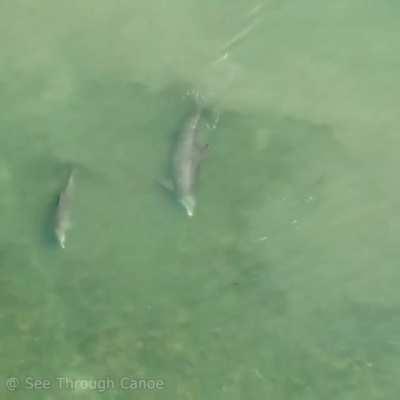 Dolphin launches a fish over a dock with its tail