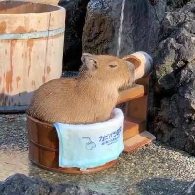 A little capybara in a little bucket