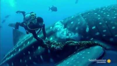 Rescuing an Enormous Whale Shark