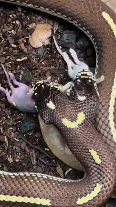 Two headed snake eating