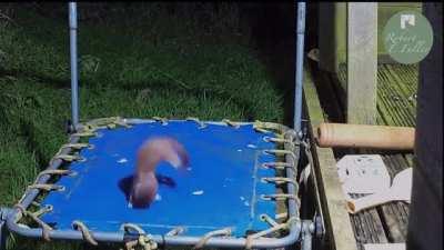 This Little Stoat Loves This Trampline. This little weasel like creature found someone's trampoline and had a blast with it. I know.......the music sucks.