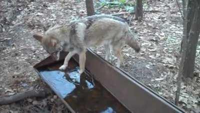 Coyote accidentally gives itself a brain freeze while drinking from a frozen water trough