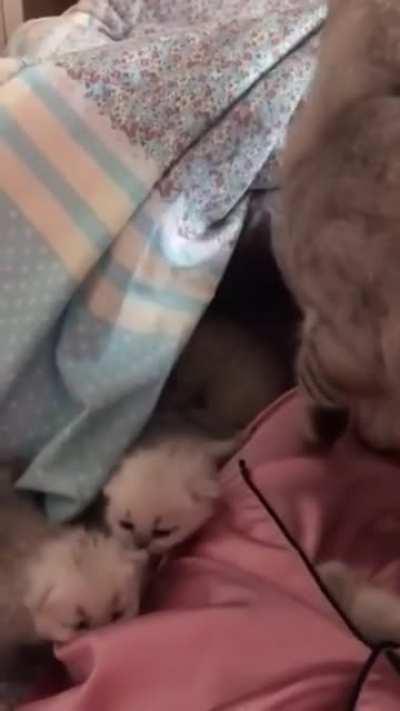 A mother cat bringing her kittens to her owner's bed as a sign of trust