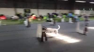 The speed of these dogs during a Flyball competition.