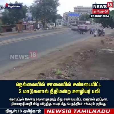 Man knocked off bike by fighting cows, crushed by bus in Tirunelveli