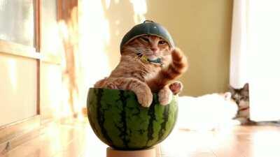 Cat in a Hat in a Watermelon