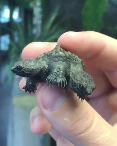 Two headed turtle