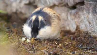 The Norway lemming, found in northern Fennoscandia, is known for being highly aggressive towards predators despite its diminutive size, and it will even attack humans if they approach too closely. In this video, we see a rather calm lemming feeding on its